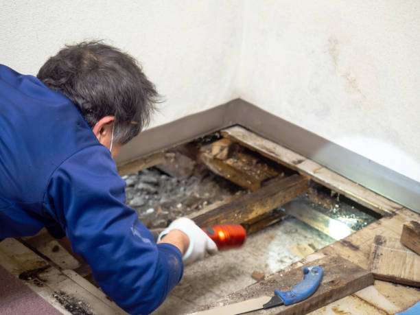 Professional Mold Removal in Montura, FL