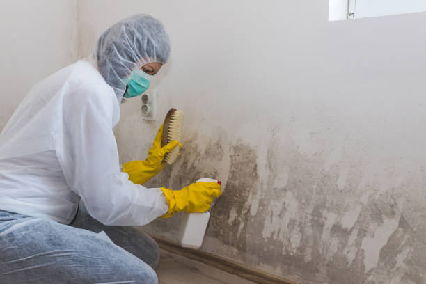 Best Office Mold Removal Services  in Montura, FL