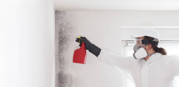 Best Commercial Mold Removal  in Montura, FL